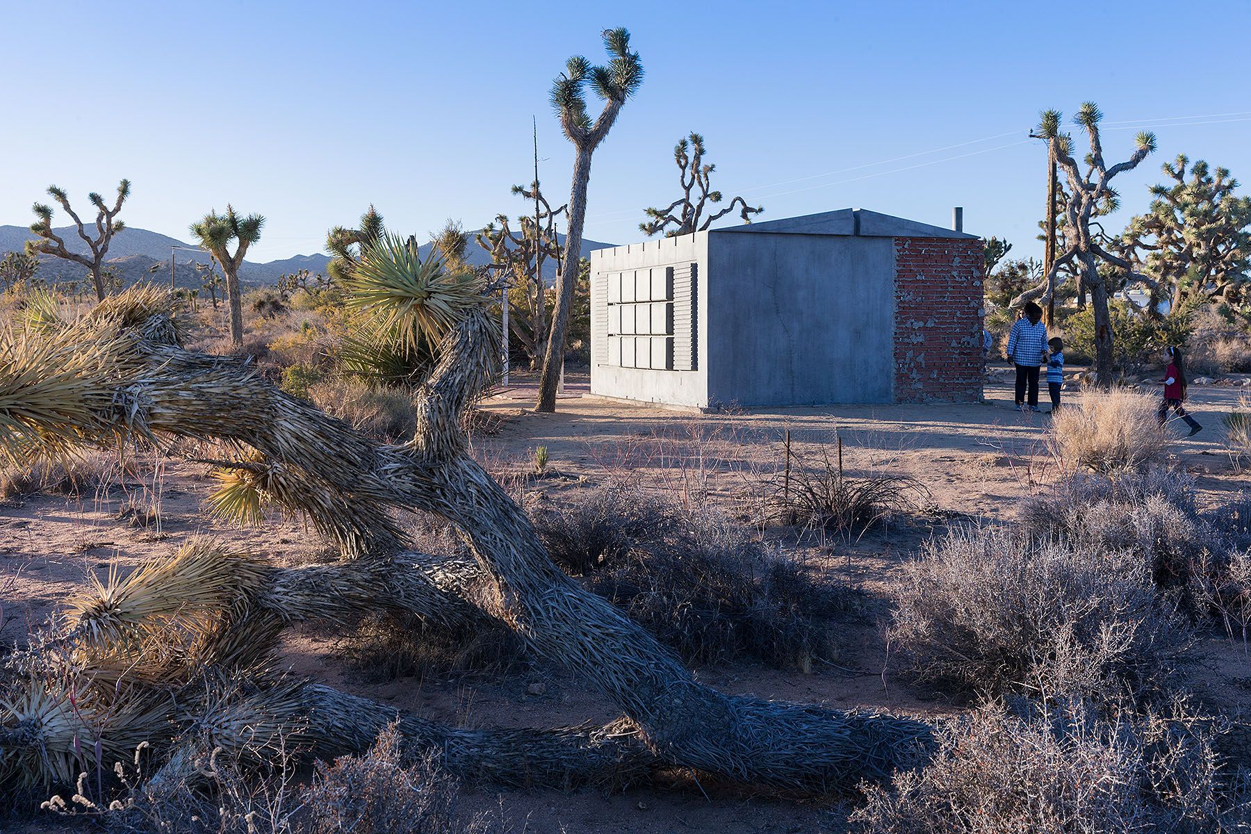 Rachel Whiteread – Joshua Tree – Iwan Baan